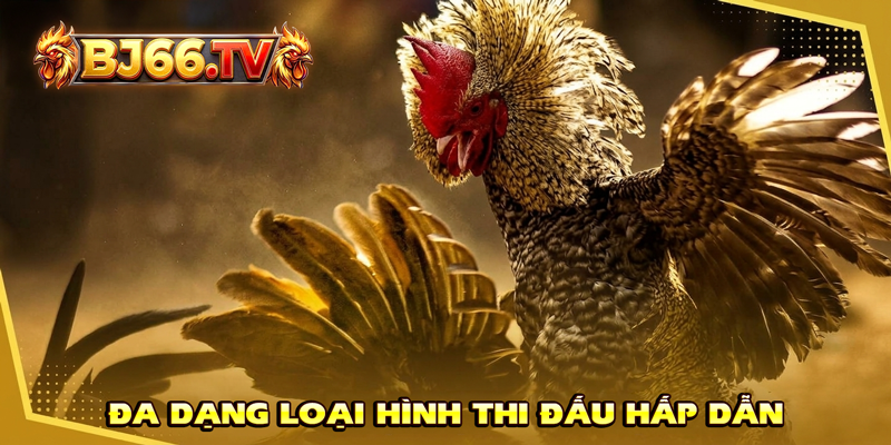 Các hình thức đá gà BJ66