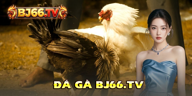 Đá gà BJ66 trực tiếp Thomo