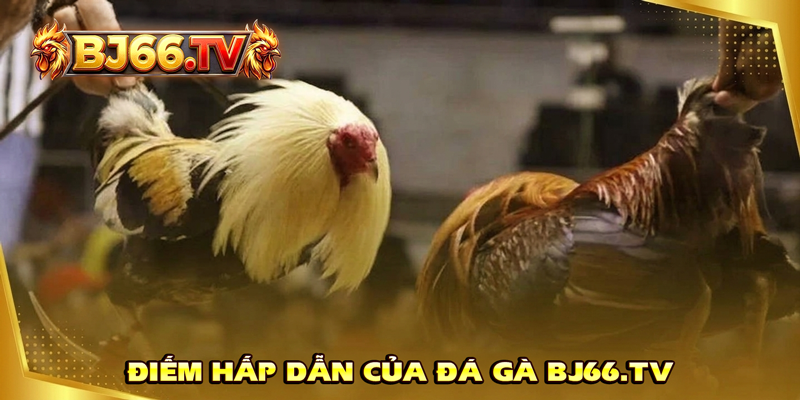 Sảnh đá gà BJ66 trực tuyến