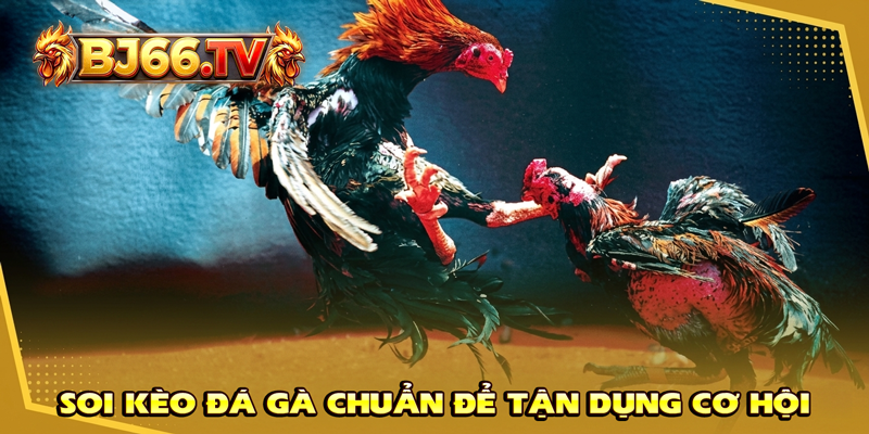 Kinh nghiệm soi kèo đá gà BJ66